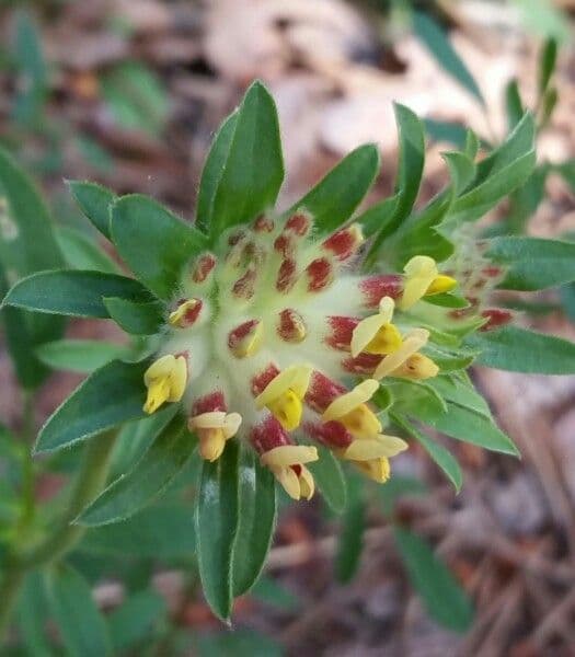 Vulneraria 10