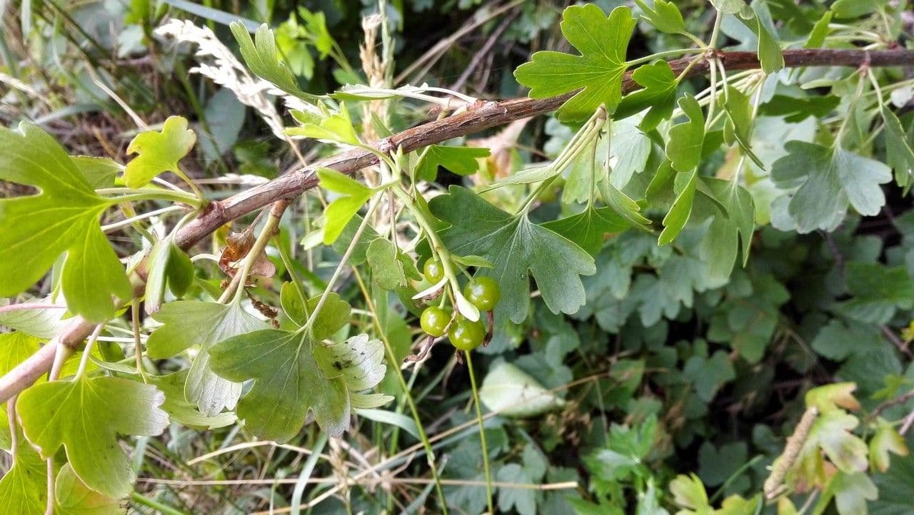 Ribes aureo 13