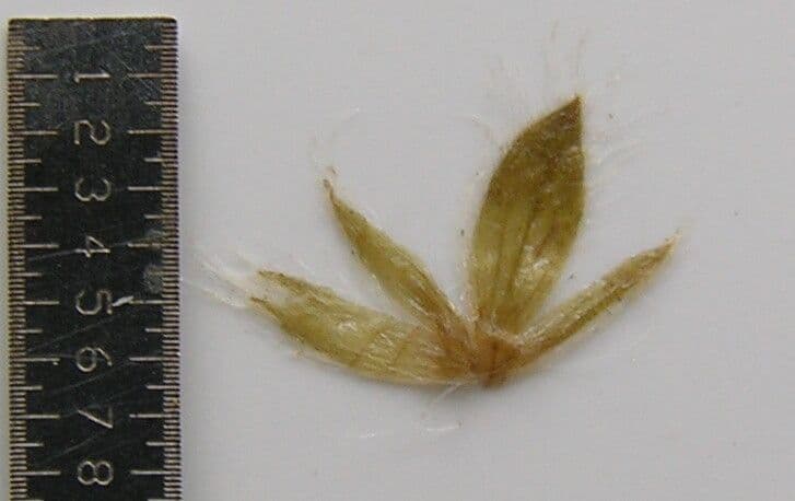 Nelsonia canescens 3