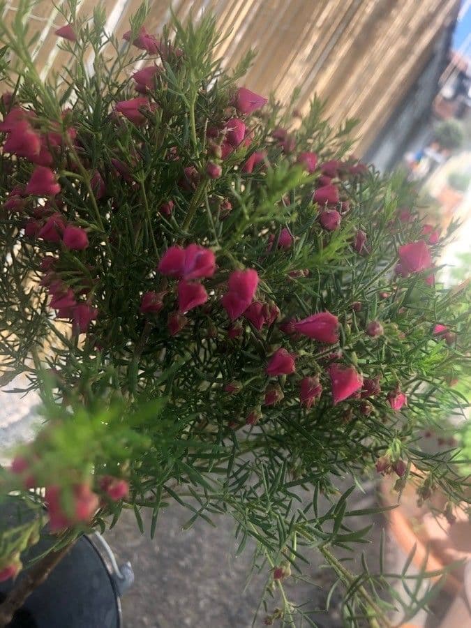 Boronia 9