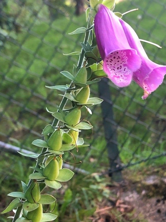 Náprstník červený 3