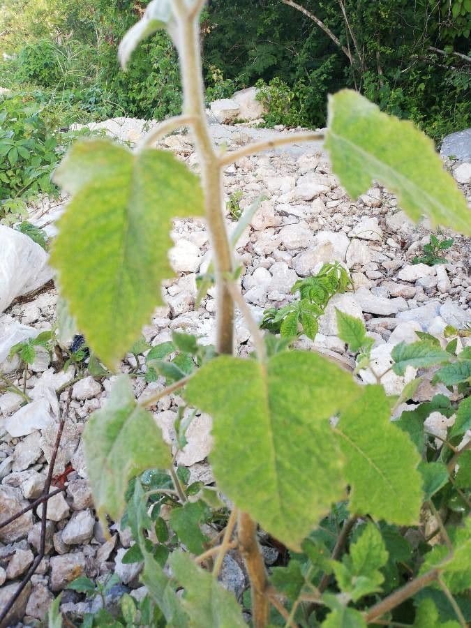 Mentzelia aspra 11
