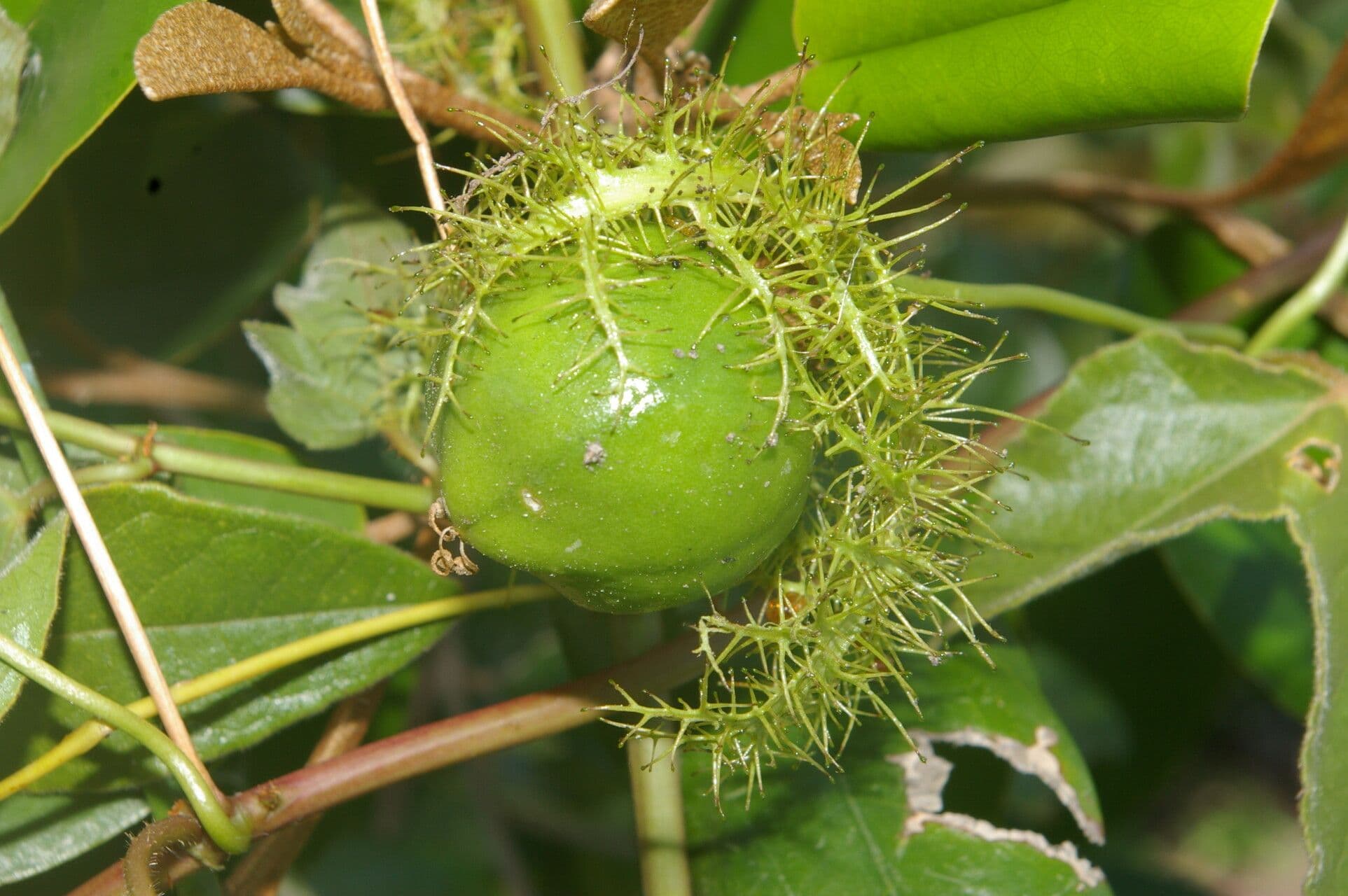 Passiflora 2