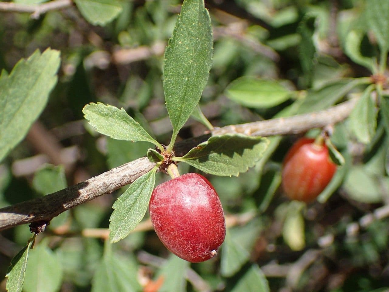 Cerisier 5