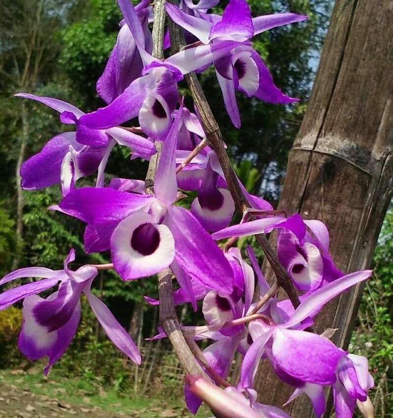 Dendrobium