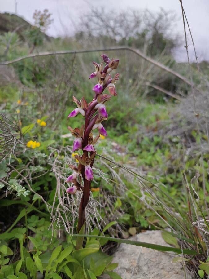Orchide di collina 2