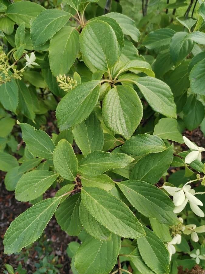 Cornus 3