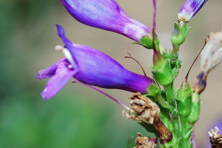 Penstemon cyananthus