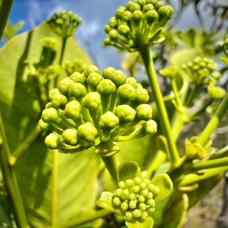 Myodocarpus