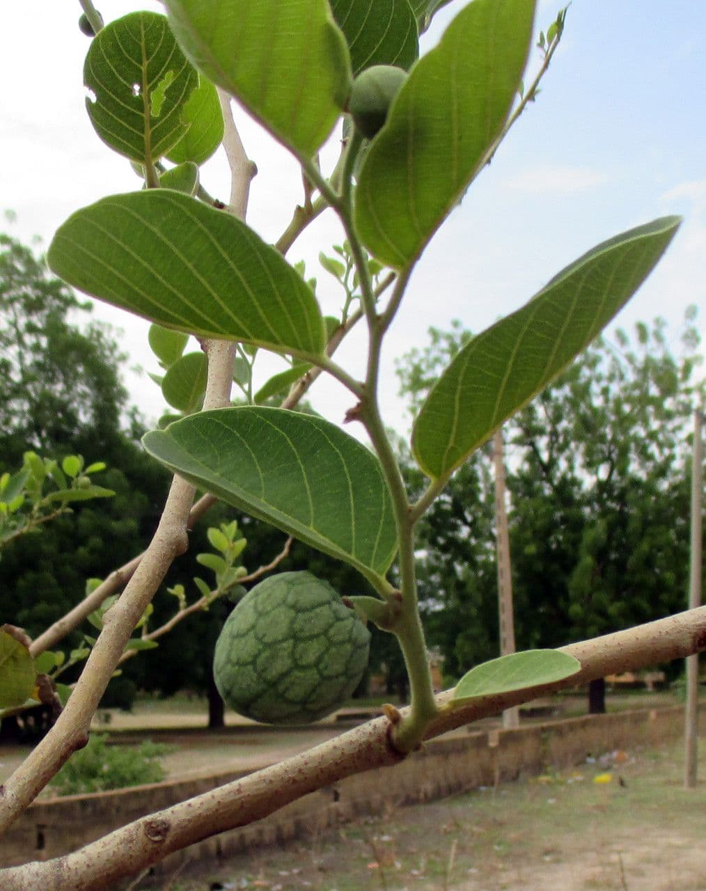 Annona senegalensis 18