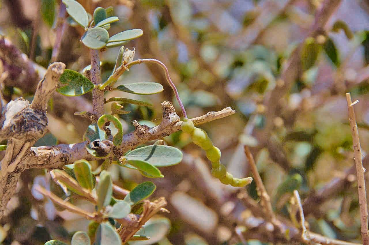 Dickblättrige Maerua 3