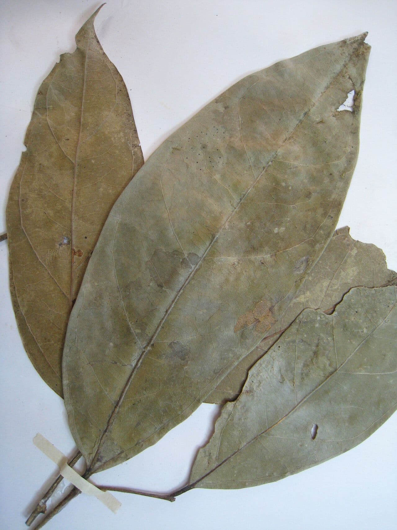 Leonia glycycarpa 12