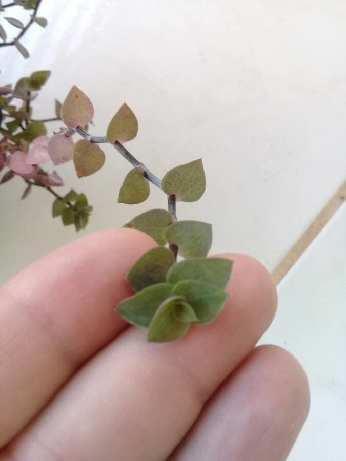 Callisia repens 21