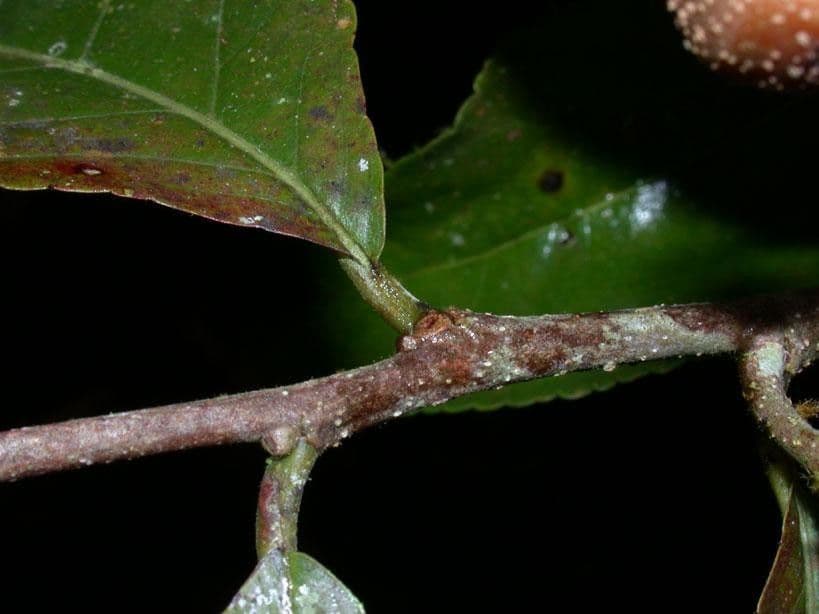 Casearia corymbosa 15