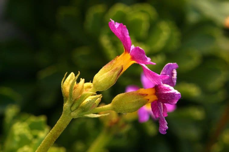 Primula