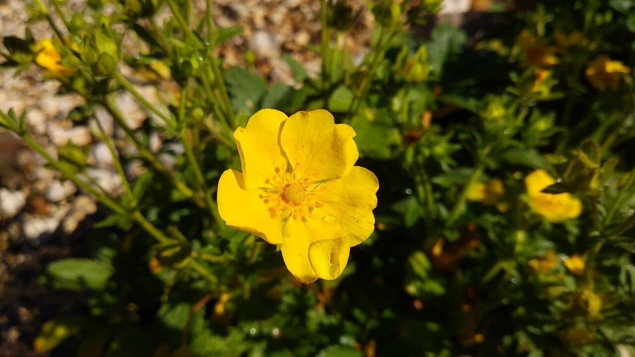 Potentilla