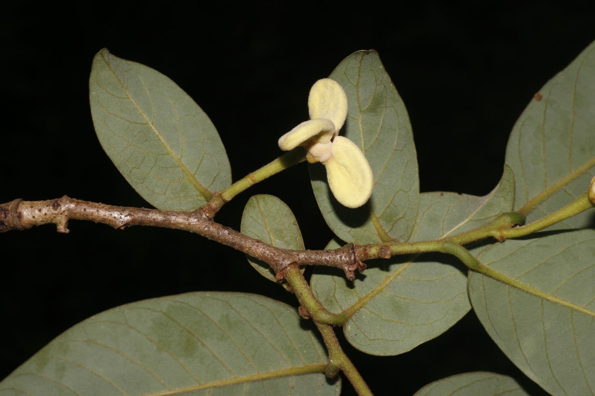 Annona 6