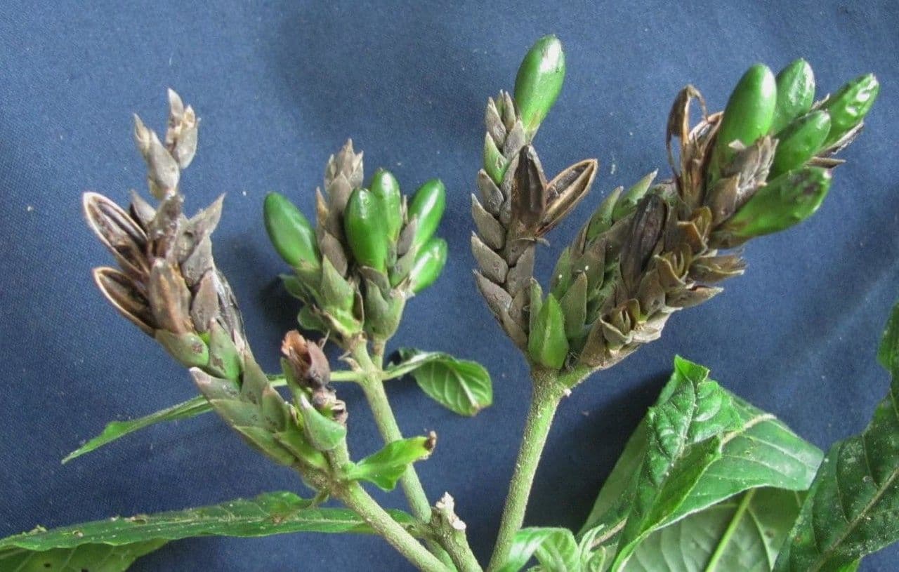 Aphelandra 17
