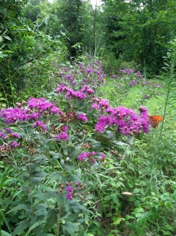 Vernonia di Baldwin 7