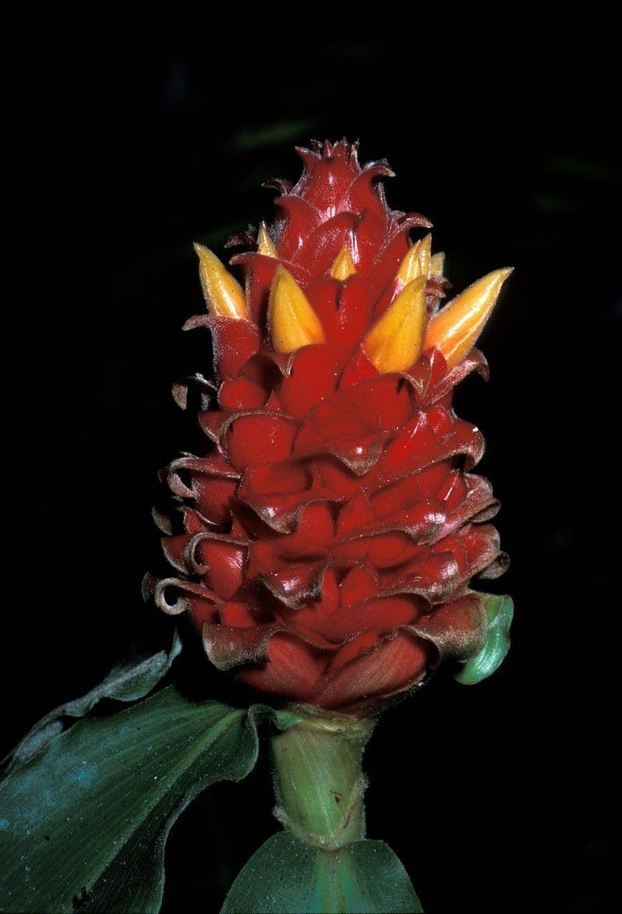 Kostus