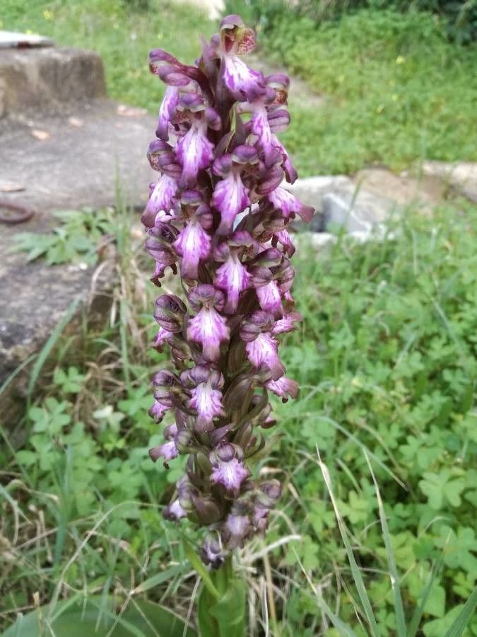 Orchis géant 11