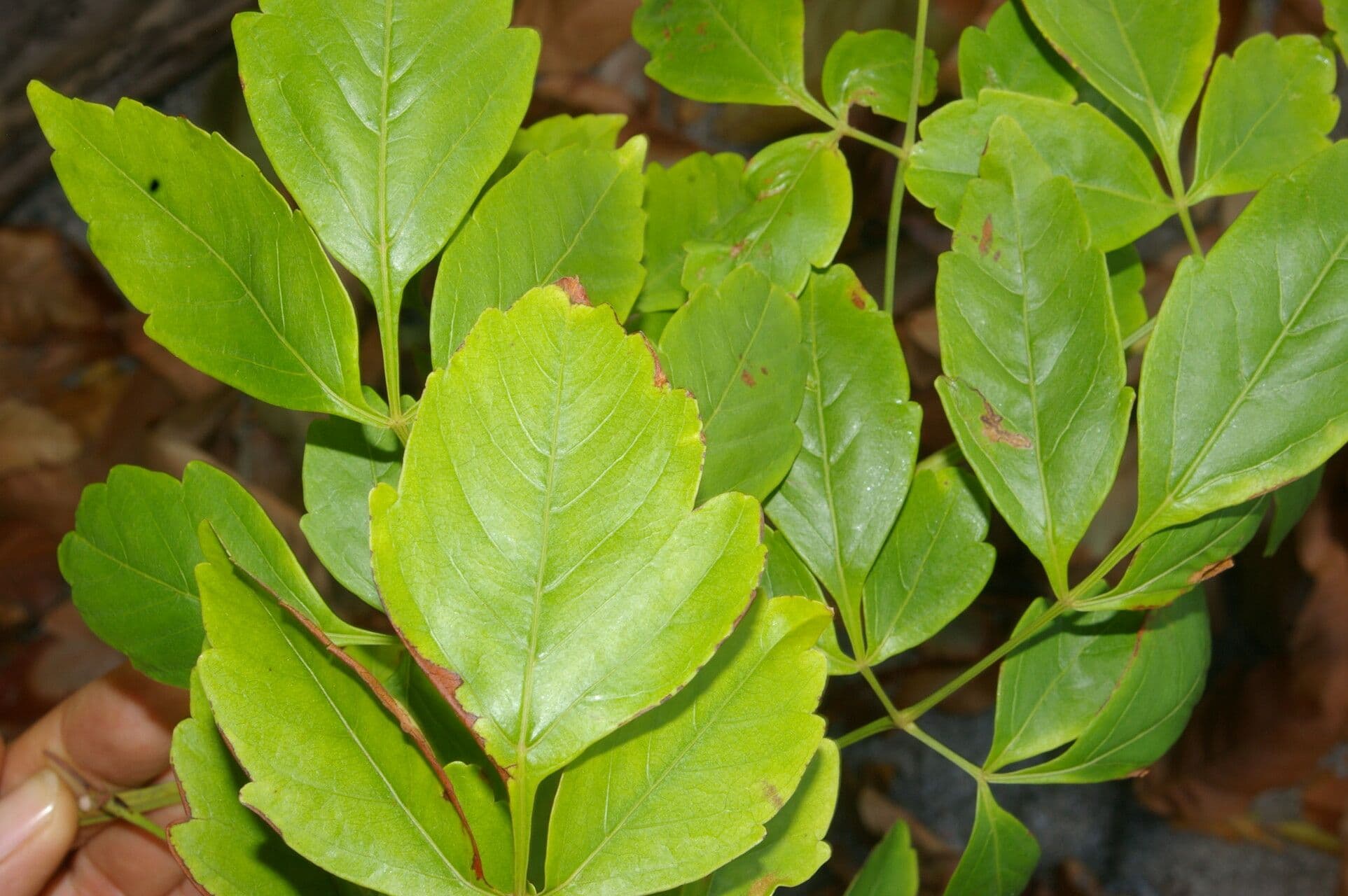 Serjania 8