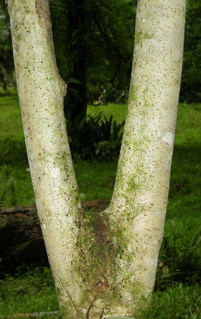 Cestrum strapcovité 21