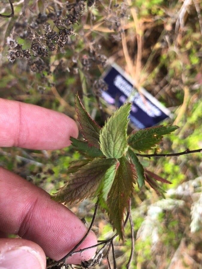 Spirea 2