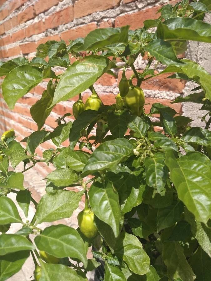 Peperoncino cinese 18