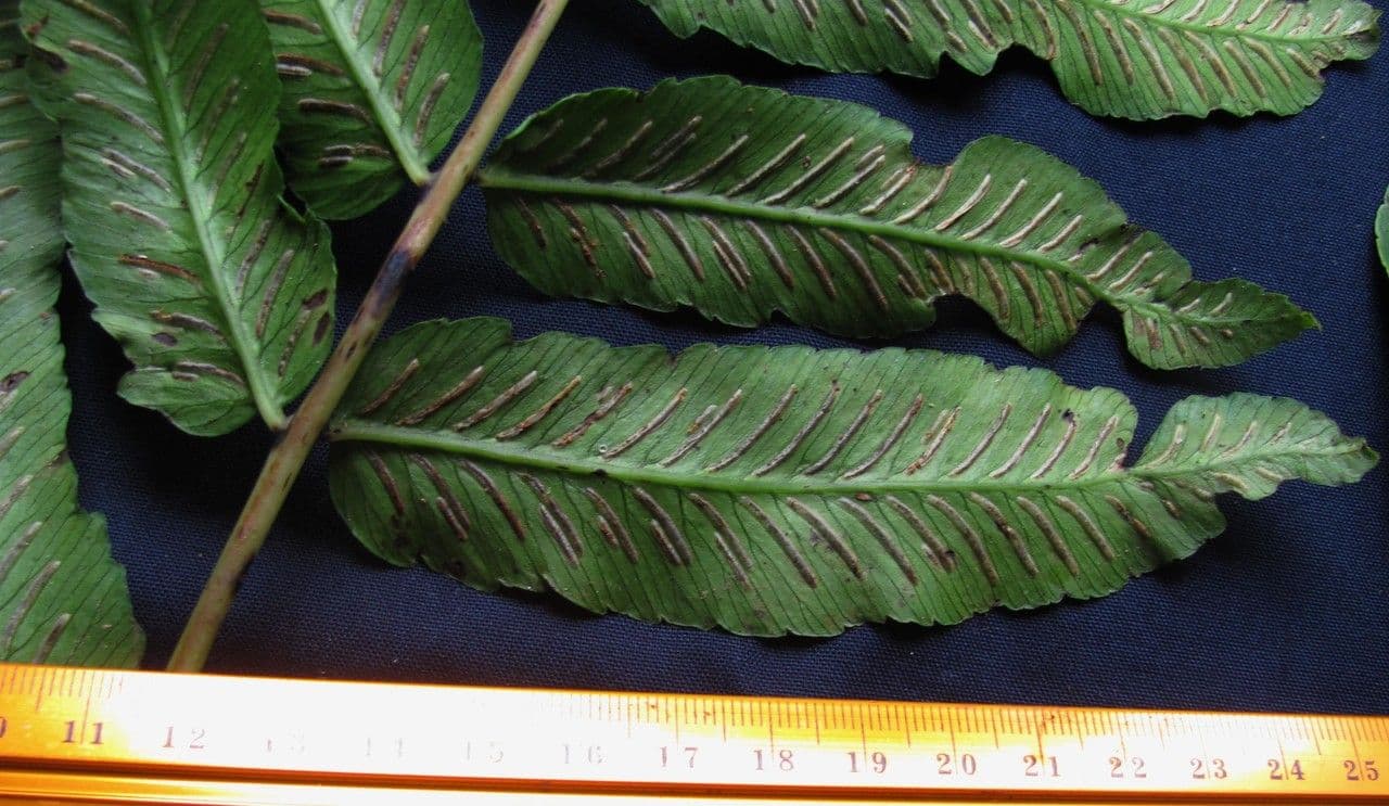 Blechnum 2