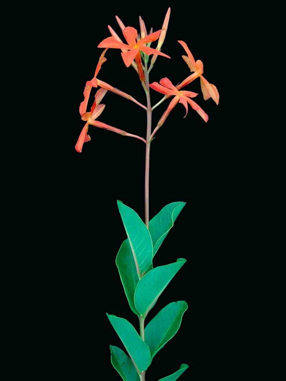 Mandevilla