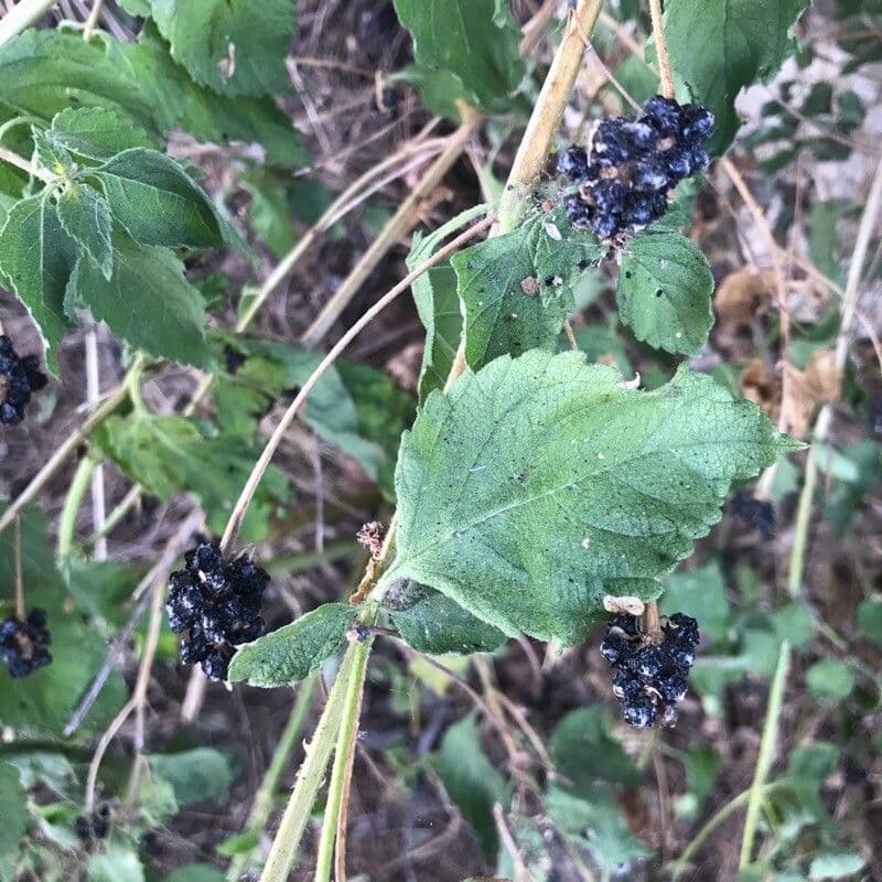 Lantana 18