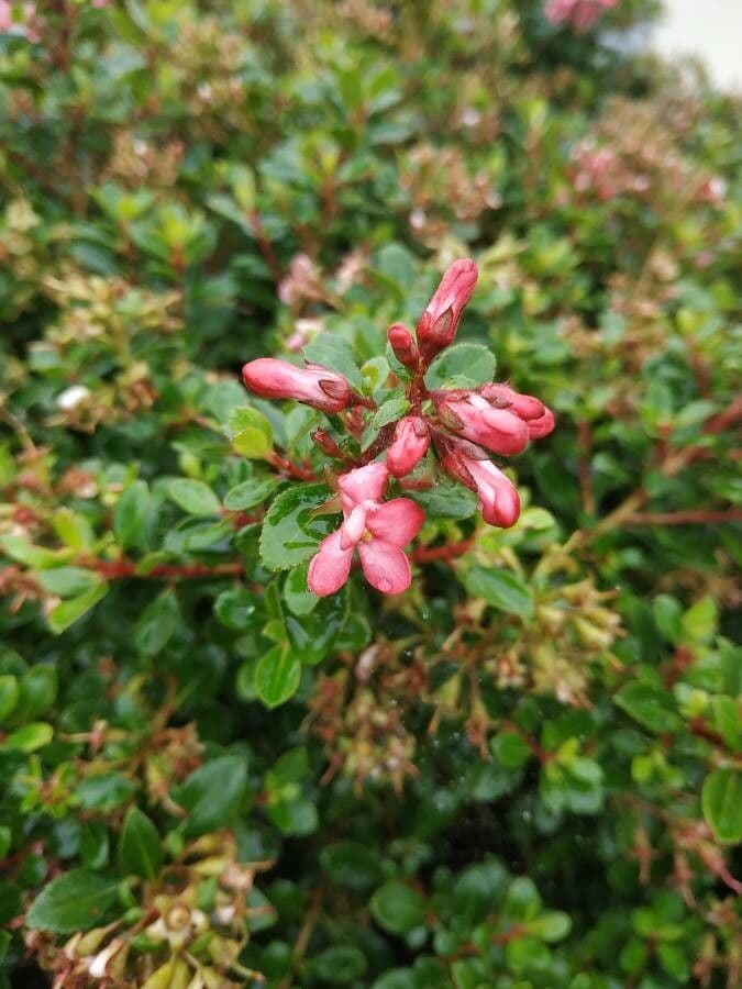 Escallonia 6