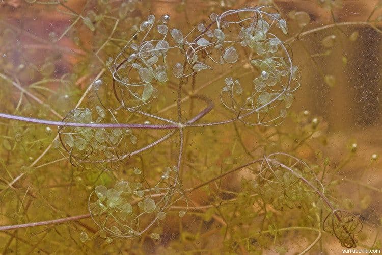 Utricularia purpurea orientale 2