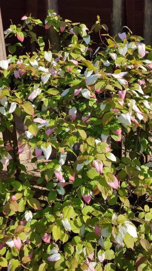 Actinidia kolomikta 8