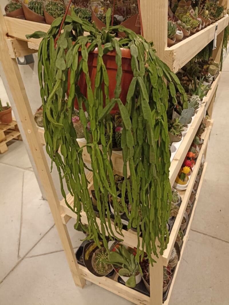 Rhipsalis 2