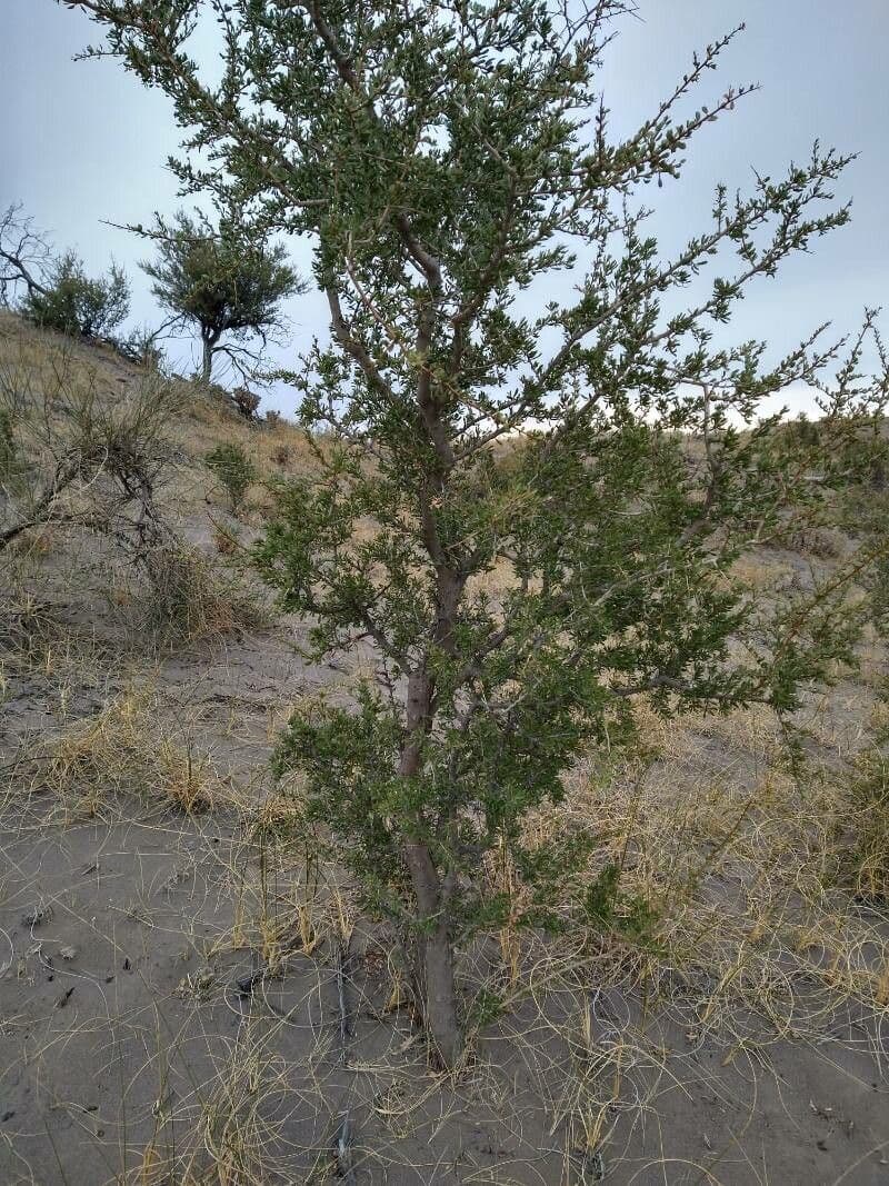 Schinus 3