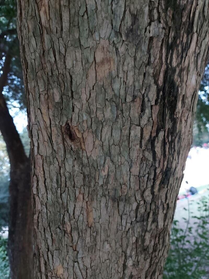 Bursaria spinosa 18
