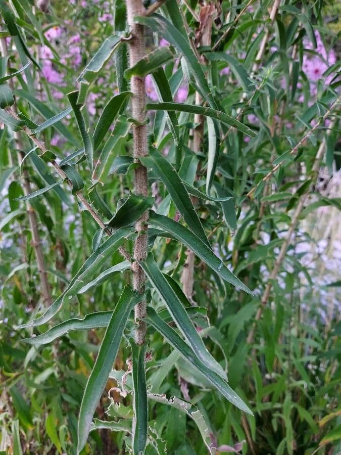 Raublatt-Aster 23