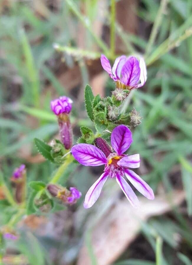 Cuphea pegajosa 4