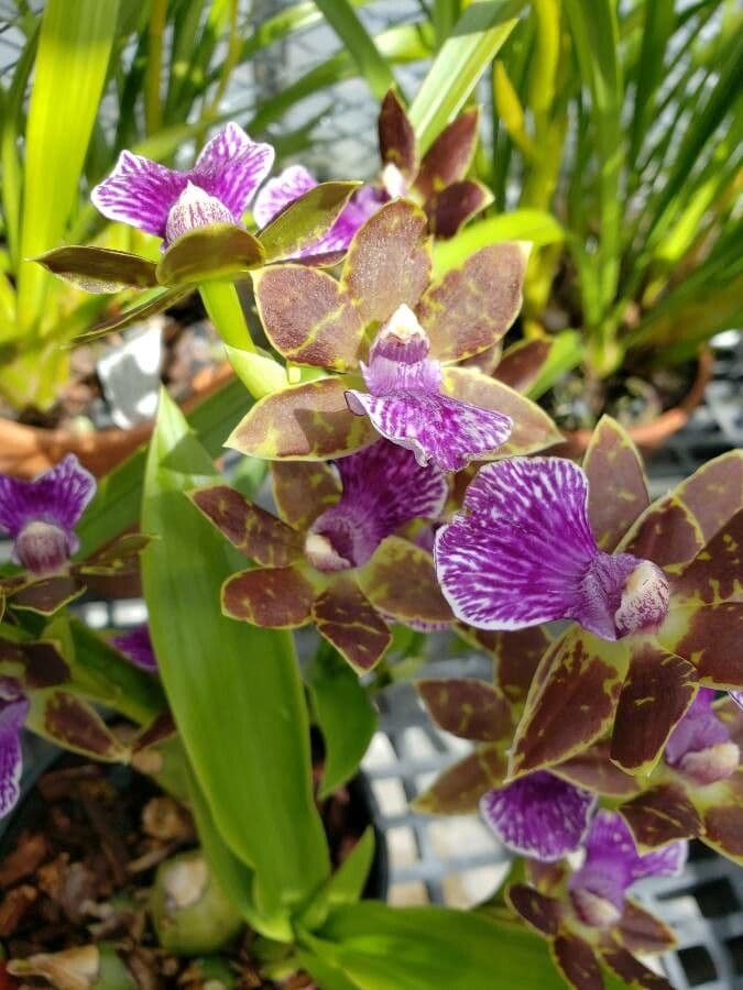 Zygopetalum