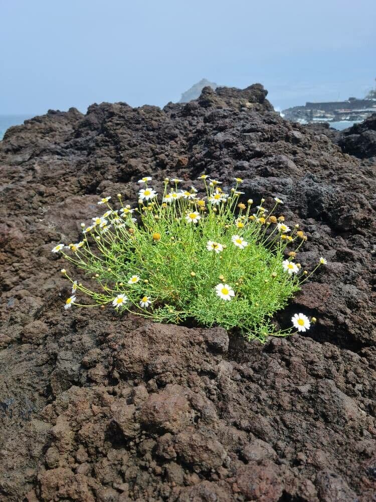 Argyranthemum 4