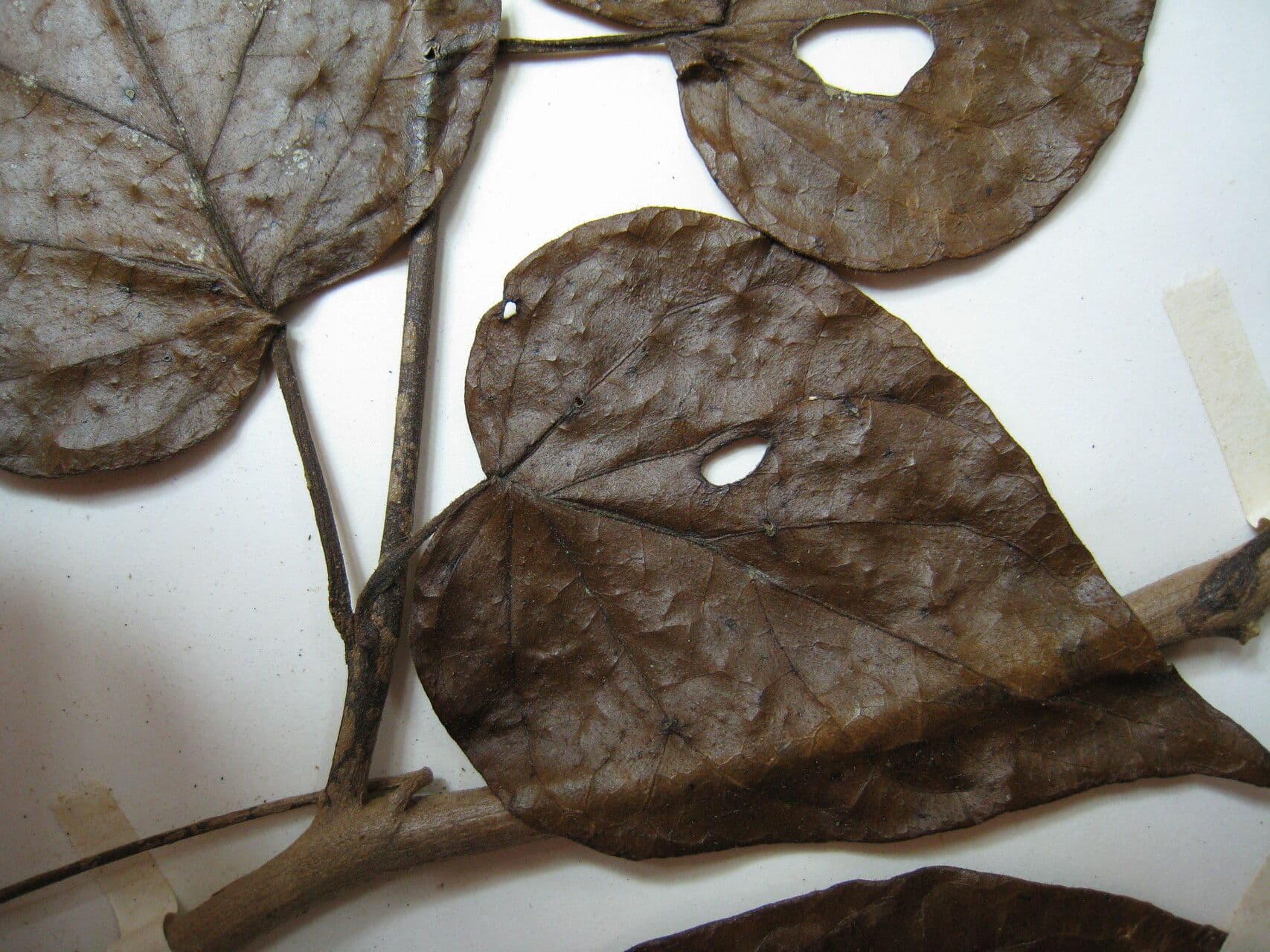 Solano endopogon 4
