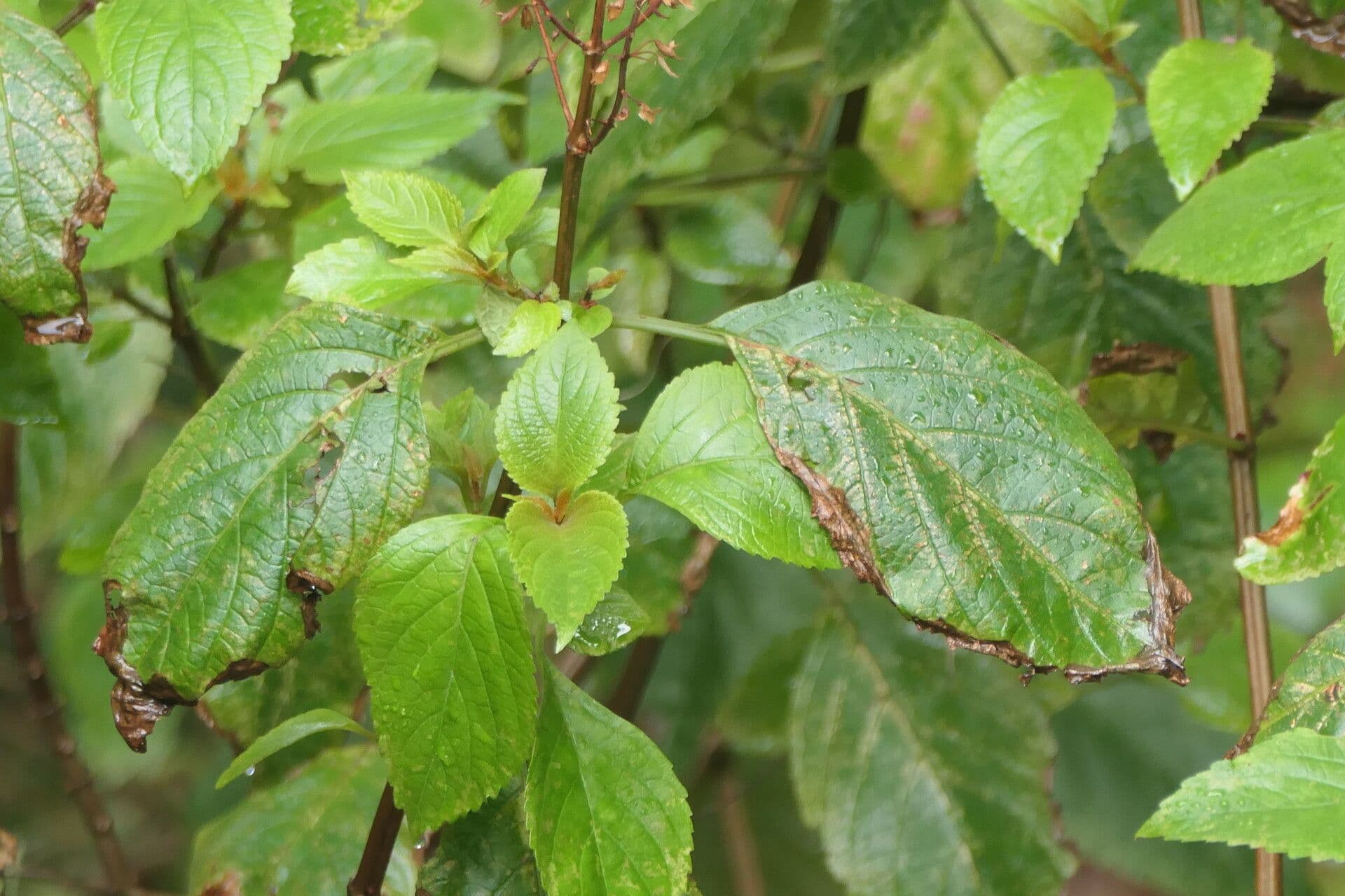 Plectranthus 10