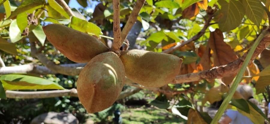 Sterkúlia bezkvetá