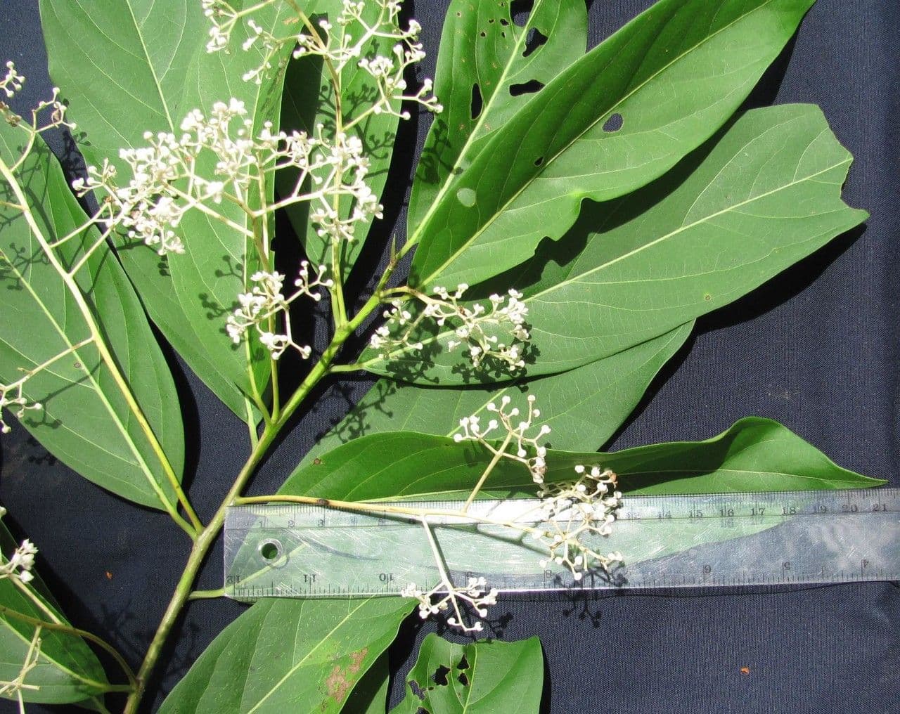 Nectandra 6