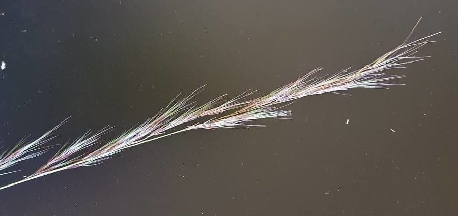 Aristida comune 6