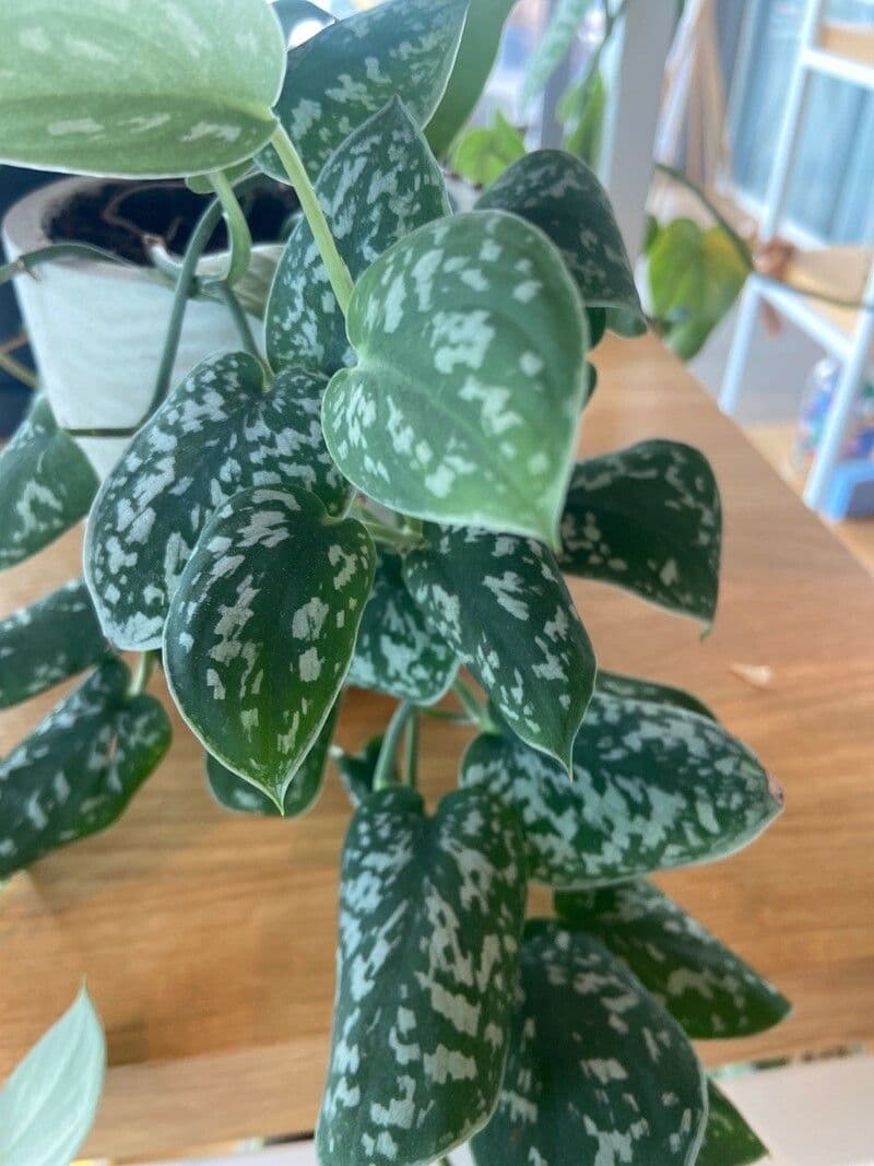 Scindapsus 5
