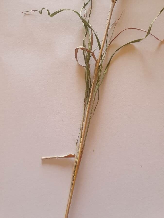 Hyparrhenia 7