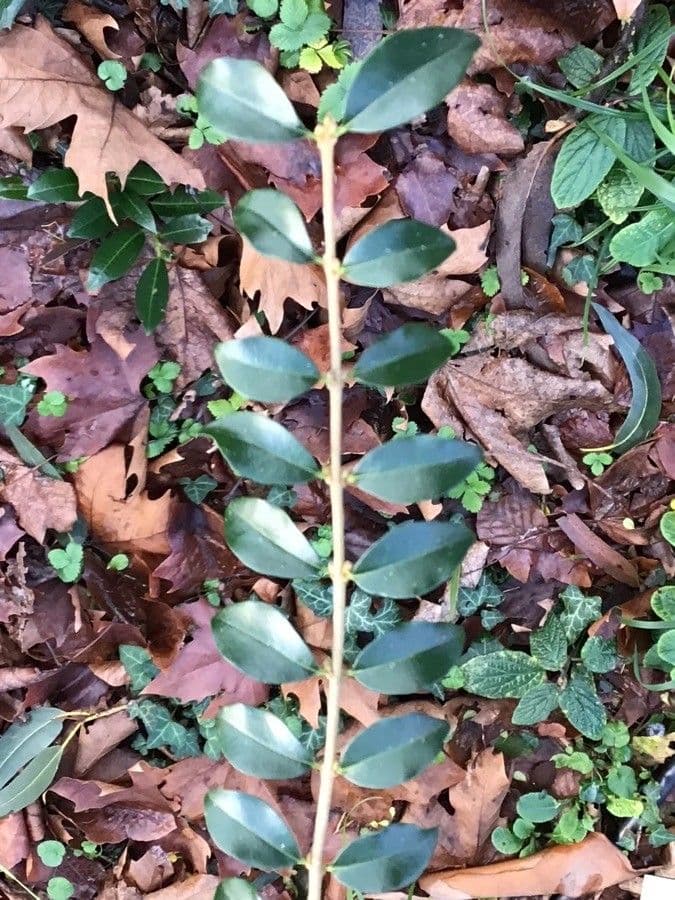Privet 2